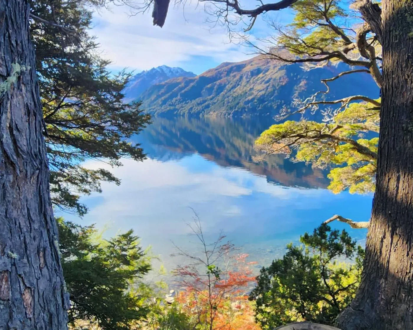 Lago, bosque y naturaleza